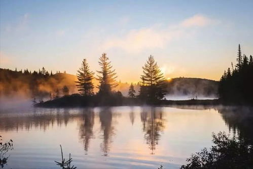 从“藏獒”到警铃 一次意外宠物购买背后的反思